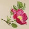 BFC1148 Wild Roses Handbag