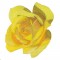 BFC1150 Four Roses