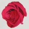 BFC1150 Four Roses