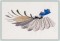 BFC1169 Large Formosan Magpie