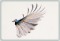 BFC1169 Large Formosan Magpie