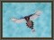 BFC1169 Large Formosan Magpie