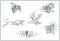 BFC1172 Fun with Calligraphy - Critters