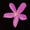 BFC1173 South African Flowers