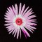 BFC1173 South African Flowers