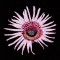 BFC1173 South African Flowers