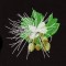 BFC1173 South African Flowers
