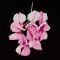 BFC1173 South African Flowers