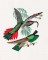 BFC1182 Large Haeckels Hummingbird Fantasy