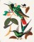 BFC1182 Large Haeckels Hummingbird Fantasy