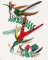 BFC1182 Large Haeckels Hummingbird Fantasy