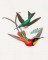 BFC1182 Large Haeckels Hummingbird Fantasy