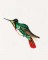 BFC1182 Large Haeckels Hummingbird Fantasy