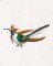 BFC1182 Large Haeckels Hummingbird Fantasy