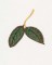 BFC1182 Large Haeckels Hummingbird Fantasy