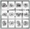 BFC1192 Decorative Elements Series Blackwork Zebras