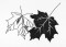 BFC1200 Autumn Blackwork Designs