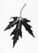 BFC1200 Autumn Blackwork Designs