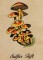BFC1226 A Dozen Mushrooms