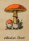 BFC1226 A Dozen Mushrooms 02