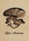 BFC1226 A Dozen Mushrooms 03