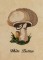 BFC1226 A Dozen Mushrooms