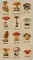 BFC1226 A Dozen Mushrooms
