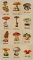 BFC20081 Mushroom combo