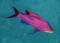 BFC1229 Tropical Fish