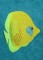 BFC1229 Tropical Fish