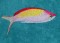BFC1229 Tropical Fish
