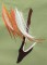 BFC1235 Large Greater Bird of Paradise