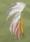 BFC1235 Large Greater Bird of Paradise