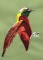 BFC1235 Large Greater Bird of Paradise
