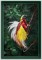 BFC1235 Large Greater Bird of Paradise