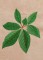 BFC1248 Landscape Elements - Foliage