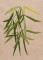 BFC1248 Landscape Elements - Foliage