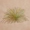 BFC1248 Landscape Elements - Foliage