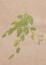 BFC1248 Landscape Elements - Foliage