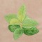 BFC1248 Landscape Elements - Foliage