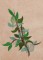 BFC1248 Landscape Elements - Foliage