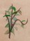 BFC1248 Landscape Elements - Foliage