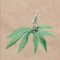 BFC1248 Landscape Elements - Foliage