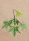 BFC1248 Landscape Elements - Foliage