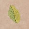 BFC1248 Landscape Elements - Foliage
