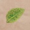 BFC1248 Landscape Elements - Foliage
