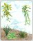 BFC1248 Landscape Elements - Foliage