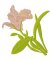 RMG1248 Iris