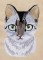 BFC1252 Ching Chou's Fanciful Cats