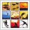 BFC1255 Bird Silhouettes